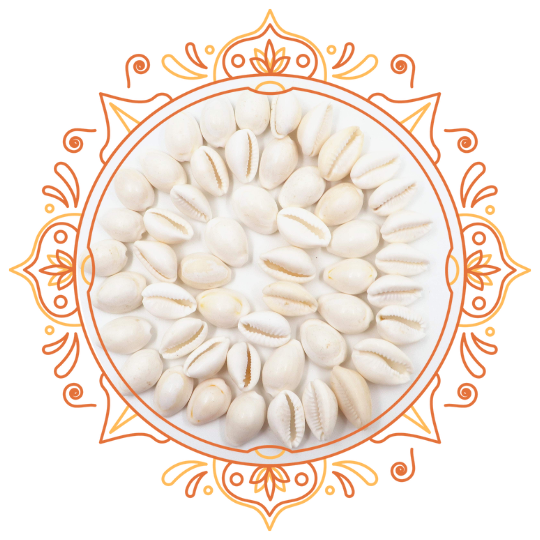 श्वेत कौड़ी